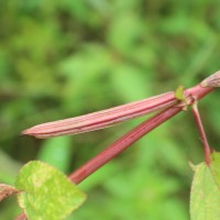 Corchorus olitorius L.